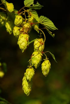 Hops 03