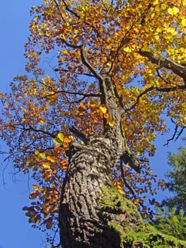 Oak with autumn leaves