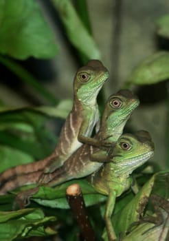 Piggyback