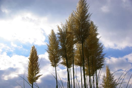 Pampas Grass 03