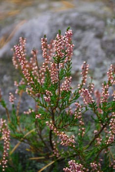 Heather 01