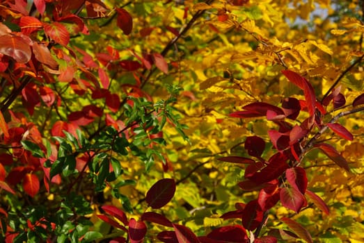 Autumn foliage 03