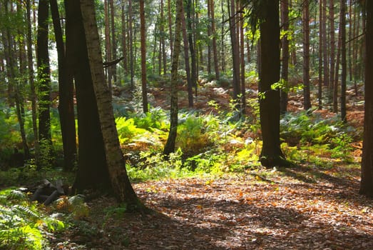 Forest 03
