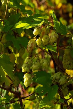 Hops 02