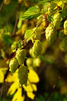 Hops 04