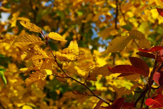 Autumn Leaves 05