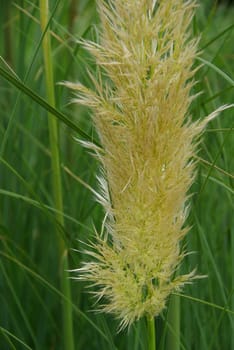 Pampas Grass 02