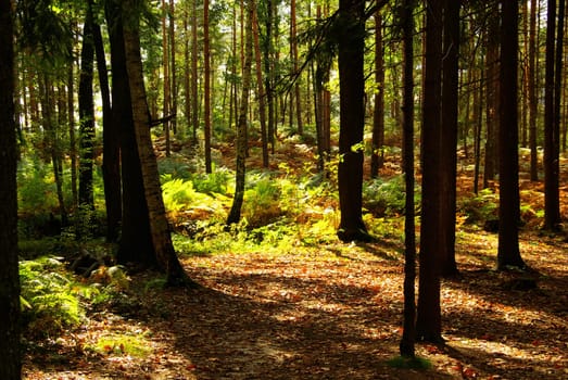 Forest 01
