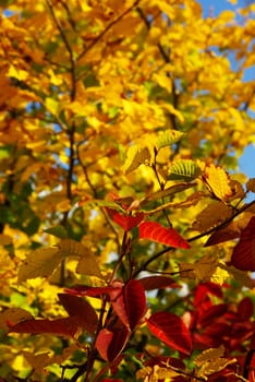Autumn Foliage 04