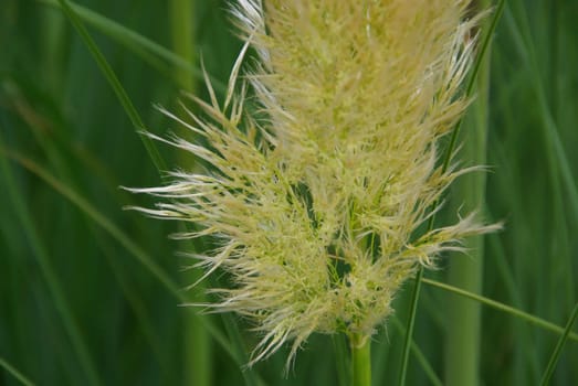 Pampas Grass 01