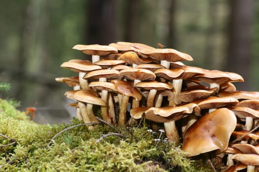 Wood mushrooms