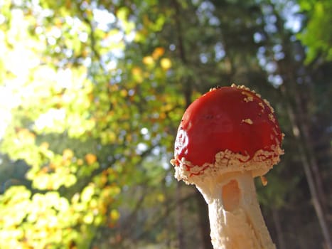 Mushroom Autumn