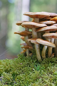 Wood mushrooms