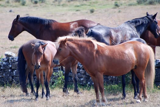 Horse herd