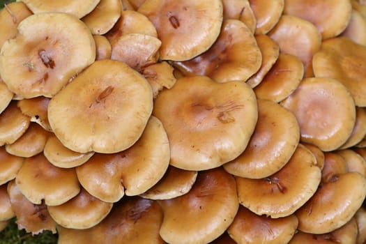 Mushroom hats