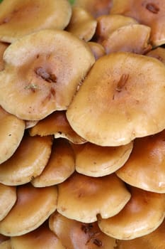 Mushroom hats