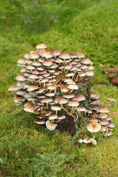 Sulfur tuft