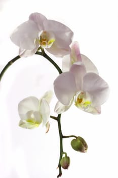 white orchid