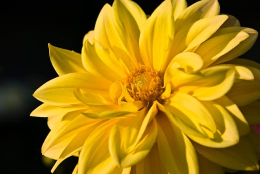 Yellow Dahlia