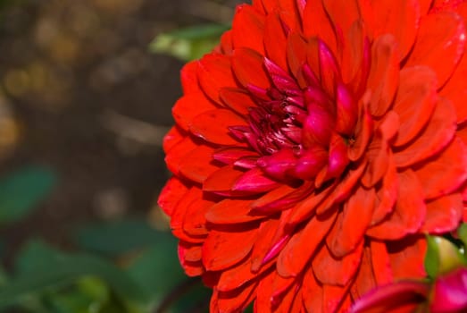 Red Dahlia