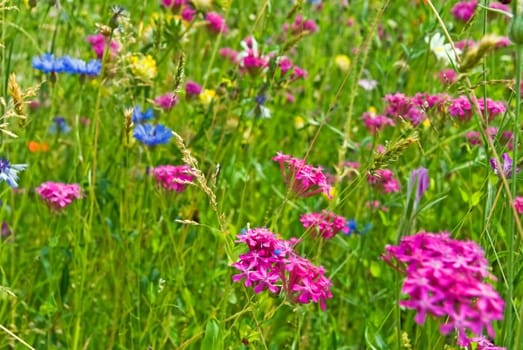 Spring Meadow