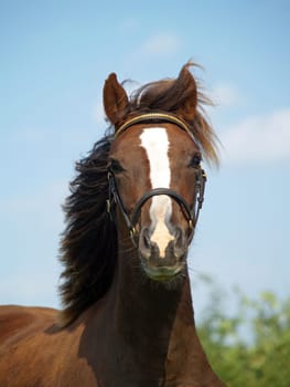 yearling