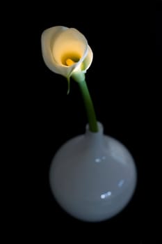 Calla
