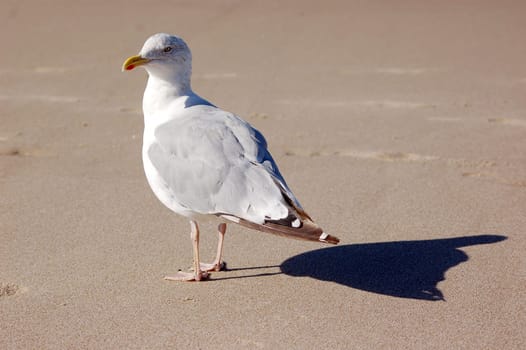 Seagull on the beach