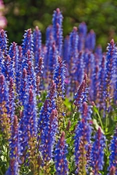 MEADOW SAGE