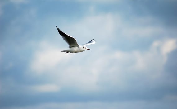 Seagull in flight