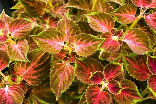 Red Nettle - Field - Background 2