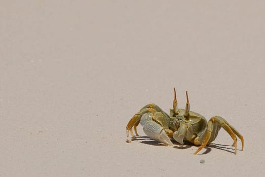 Shore crab