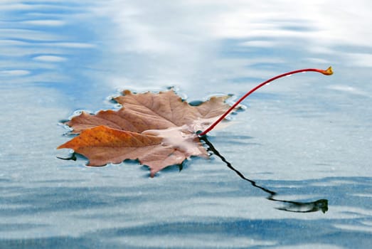 Floating Autumn Leaf
