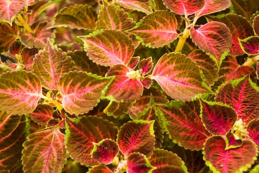 Red Nettle - Field - Background 1