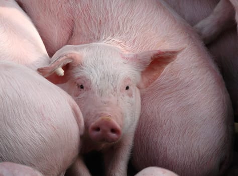 Piglet