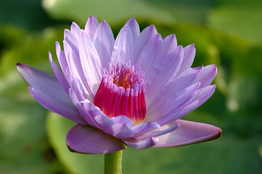 Water lily