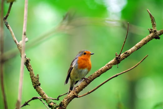Robin