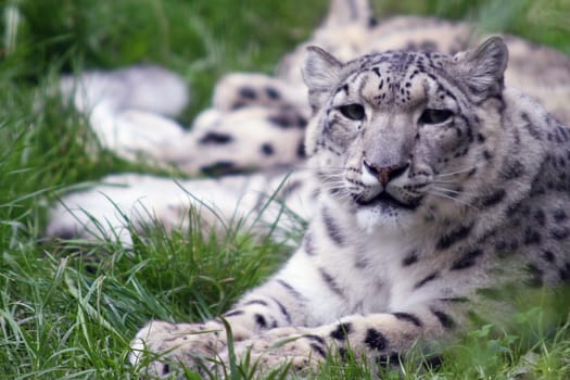 Snow leopard