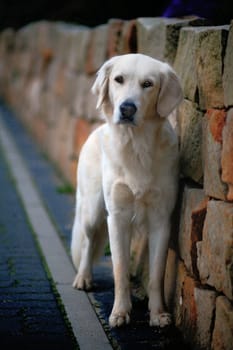 Always along the wall