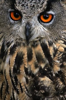 Piercing gaze