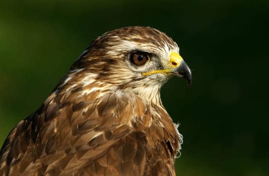 Common buzzard
