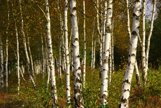 Birch 01