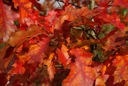 Oak 09
