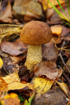 Birch Mushroom 01