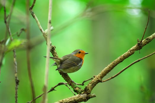 Robin