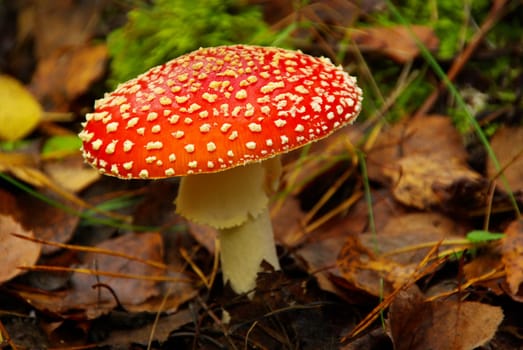 Toadstool 04