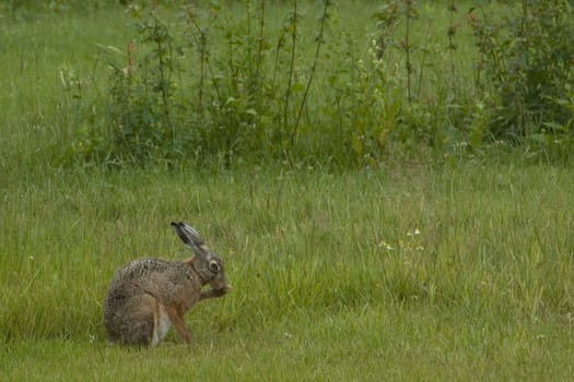 The European Hare