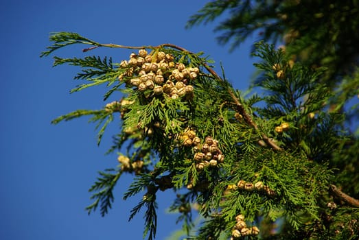 False Cypress 06