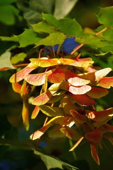 Maple 01