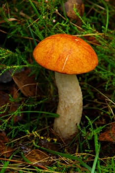Red Cap 02